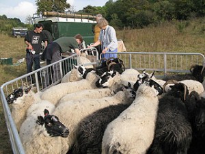 Treating the sheep