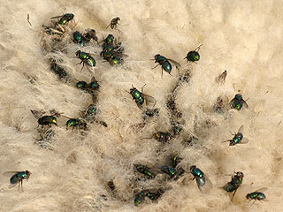 Flies laying eggs in the sheep's wool